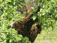 Bee_swarm_collected_6-09