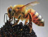Honey_bee_from_answers_mag._apr-jun_2011